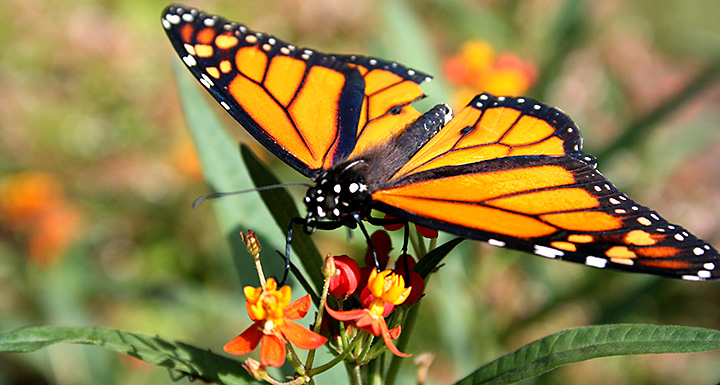 Close-up photo of a monarch butterfly.