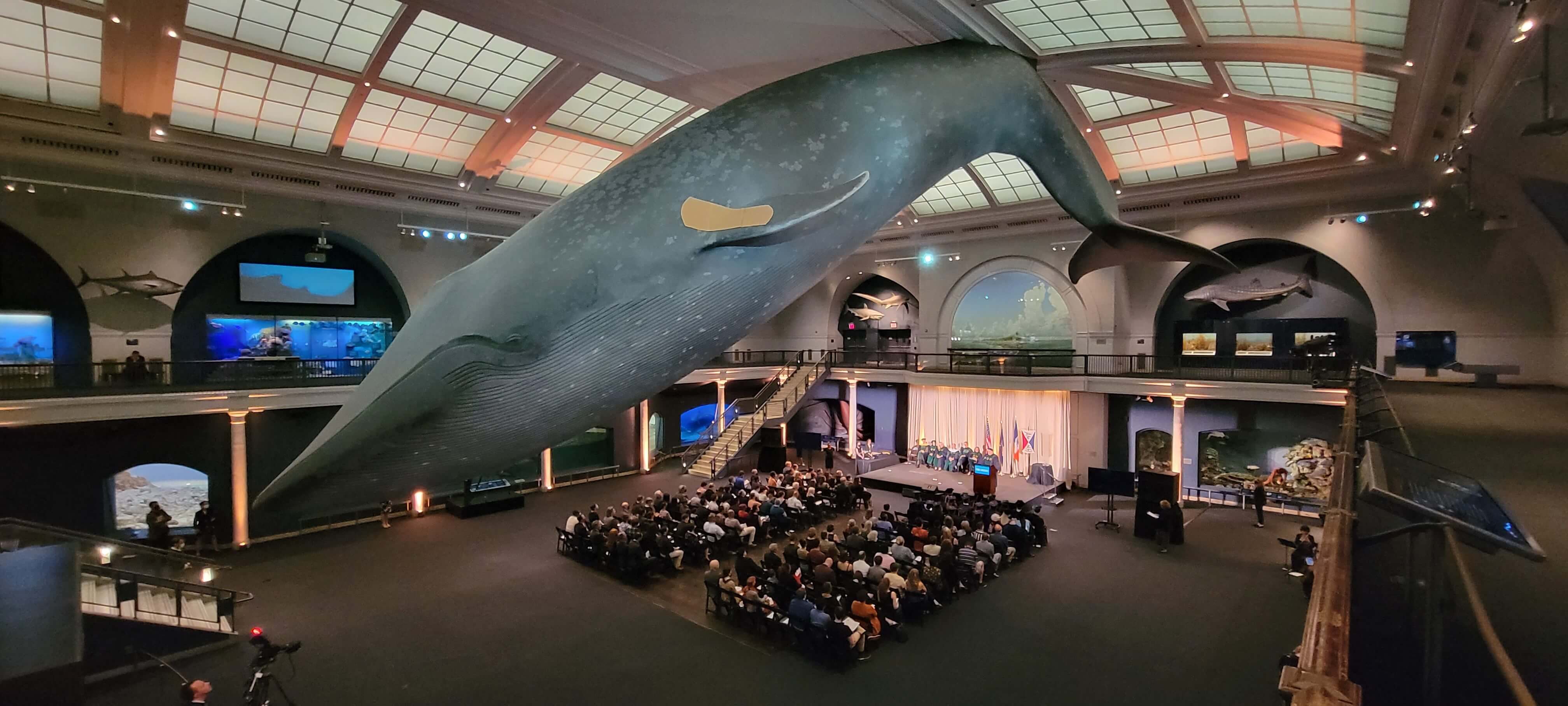 People sitting under the blue whale at the American Museum of Natural History