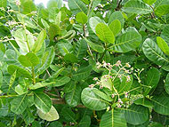 cashewnut tree